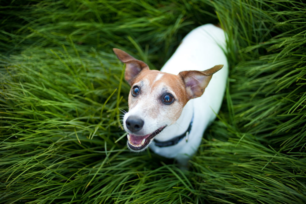 14 Vetstreet Approved Joint Supplements For Dogs