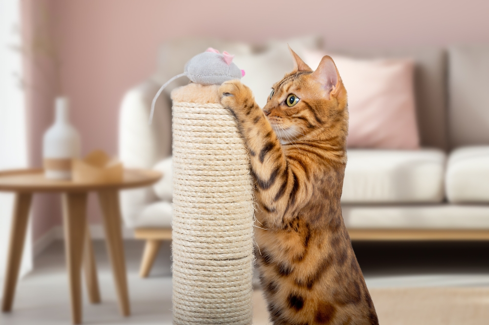 Cat Games and More to Keep Kitty Active