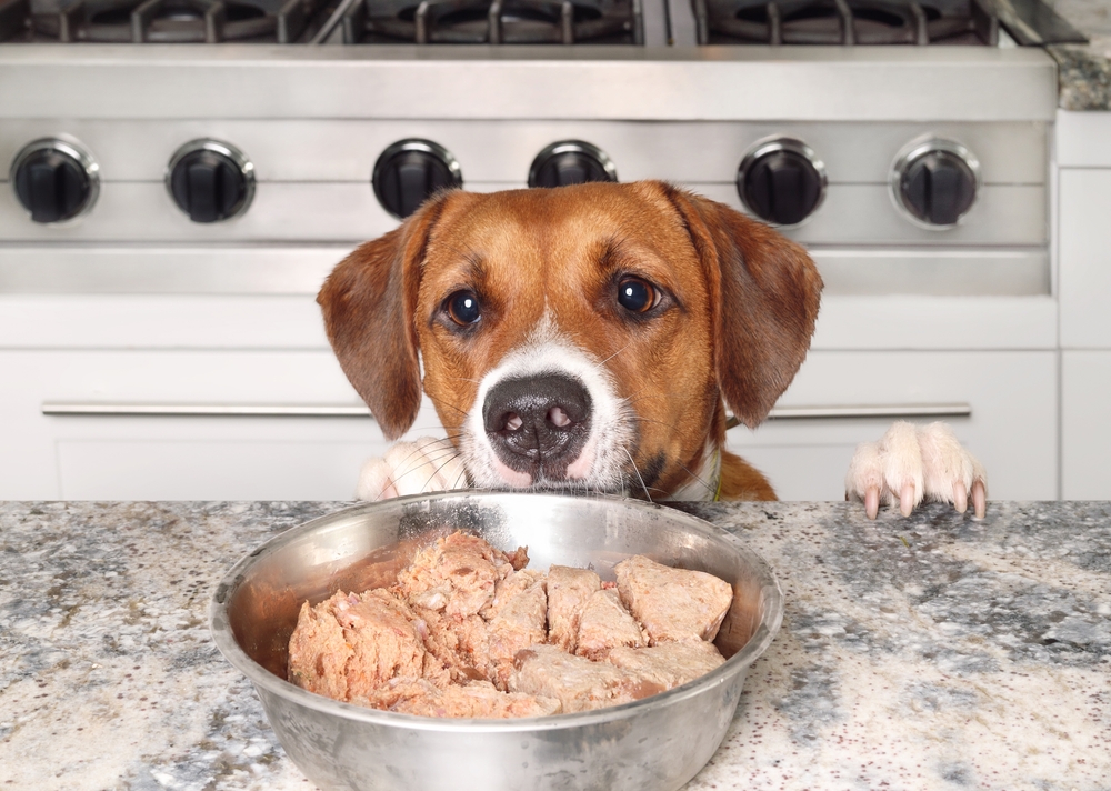 Best Dog Food for Shedding in 2025 According to Veterinarians