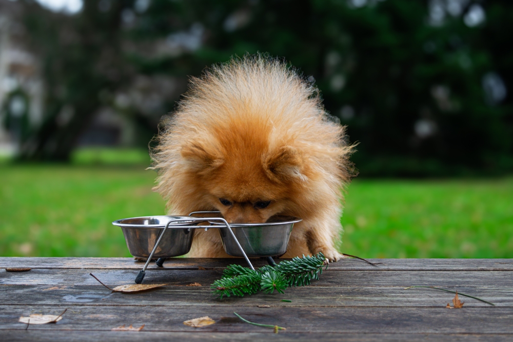 Best Dog Food for Skin Allergies in 2025