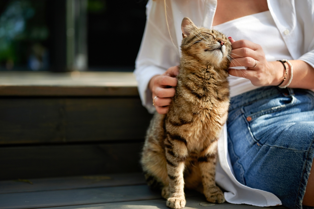 Feline Fine: How to Read Your Cat's Vital Signs