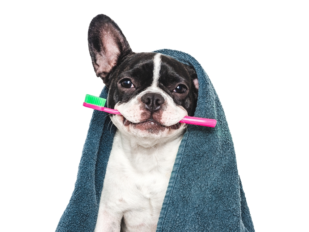 11 Top-Rated Selections: Dental Powder for Dogs 2025