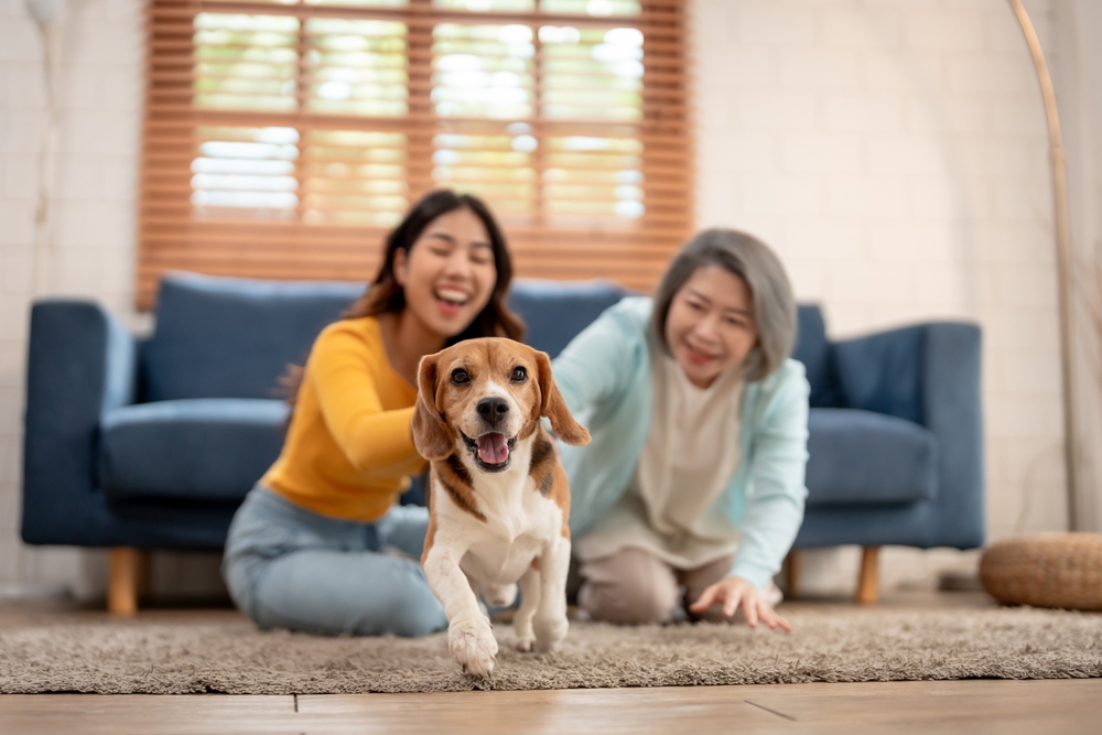 Vetstreet's Top 10 Small Dog Breeds For Families