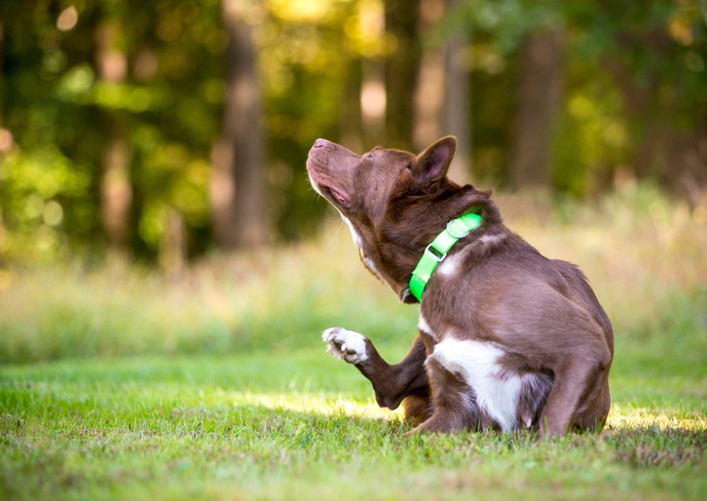 Tickless Ultrasonic Flea & Tick Repeller for Dogs: Our Honest Review