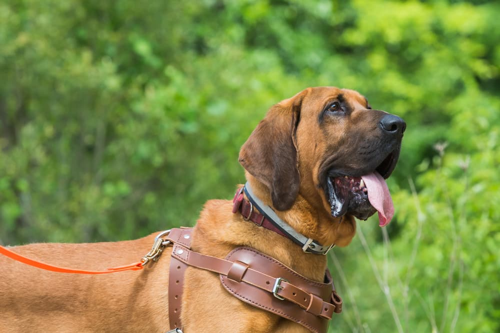 7 Best Leather Dog Harnesses of 2025