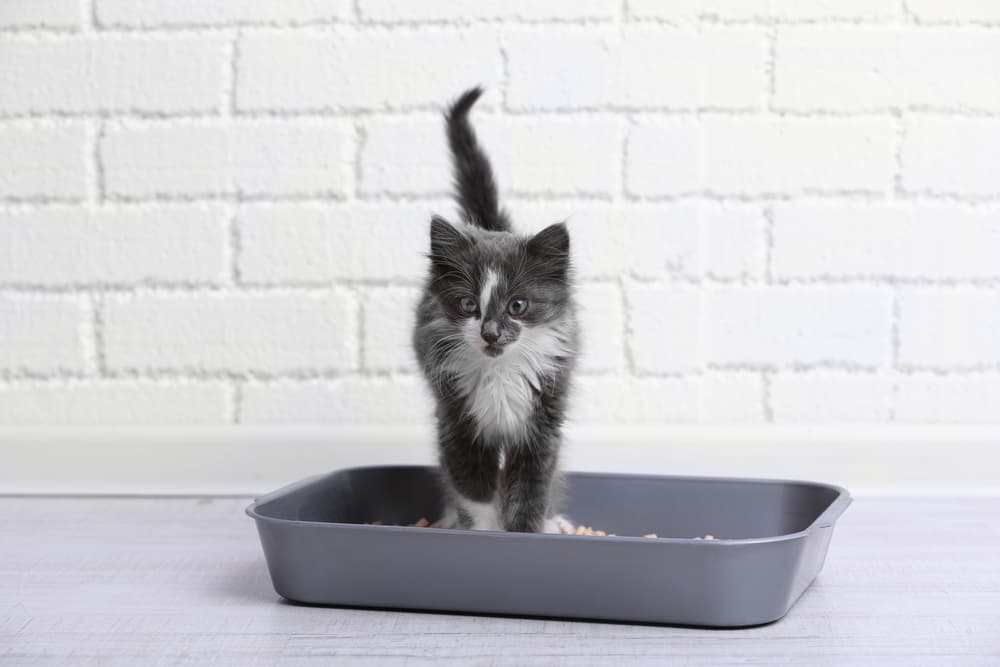 6 Best Non-Clumping Cat Litters of 2025