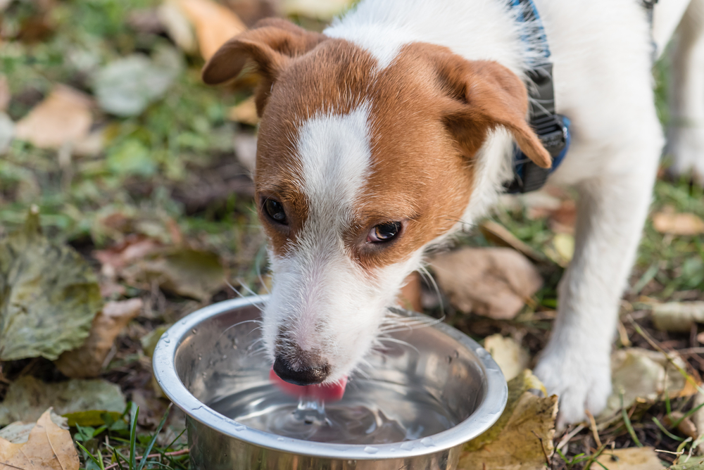 How to stop a dog from digging from a water bowl - terrier dog