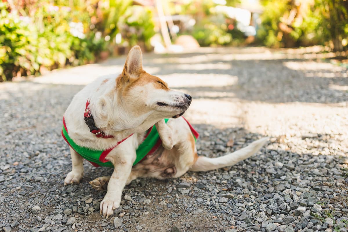15 Allergy Supplements For Dogs: Top Picks For Itch Relief