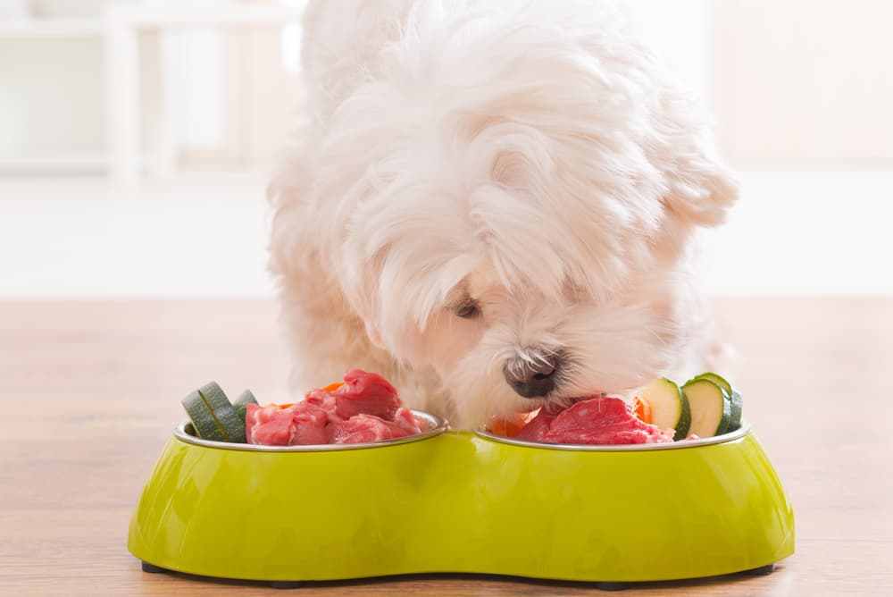 7 Best Raw Dog Food Formulas of 2025