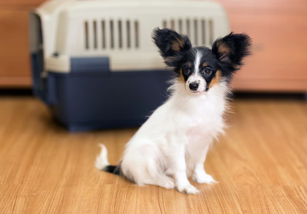 Top 10 Amazon Dog Crates for Every Budget