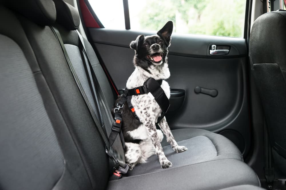 taking a road trip with your dog as dog wears seatbelt