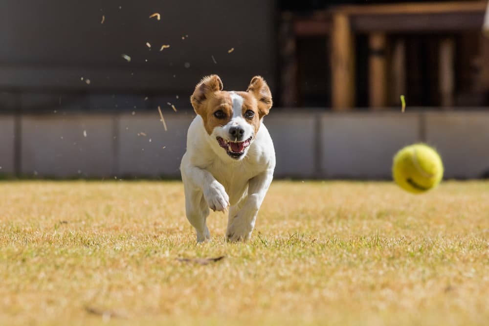 6 Best Ball Launchers for Dogs in 2025