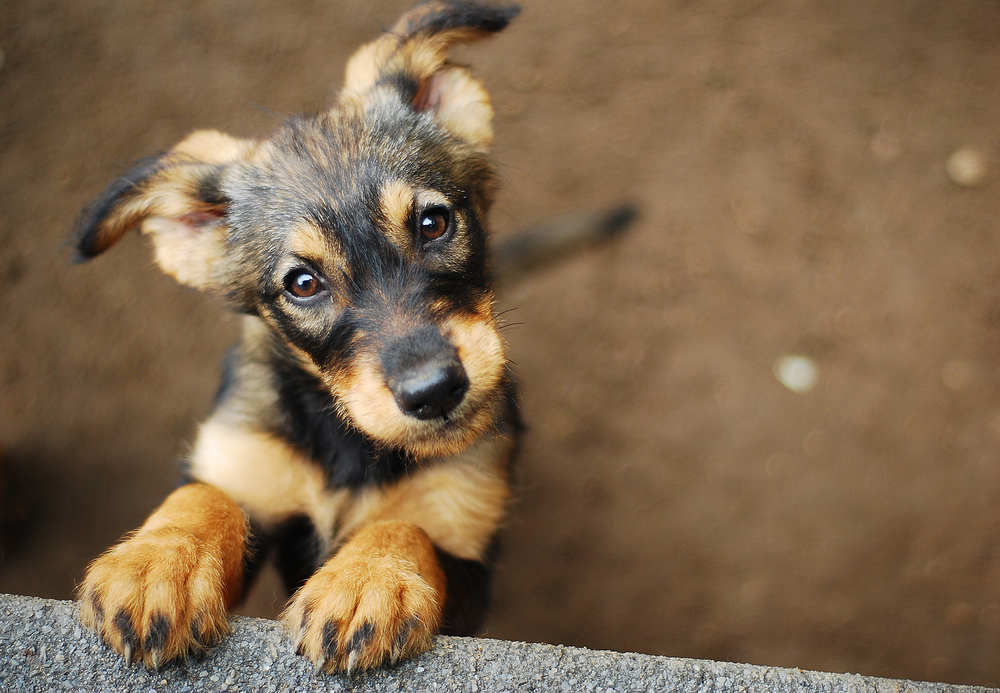 Top 6 Puppy Training Treats of 2025