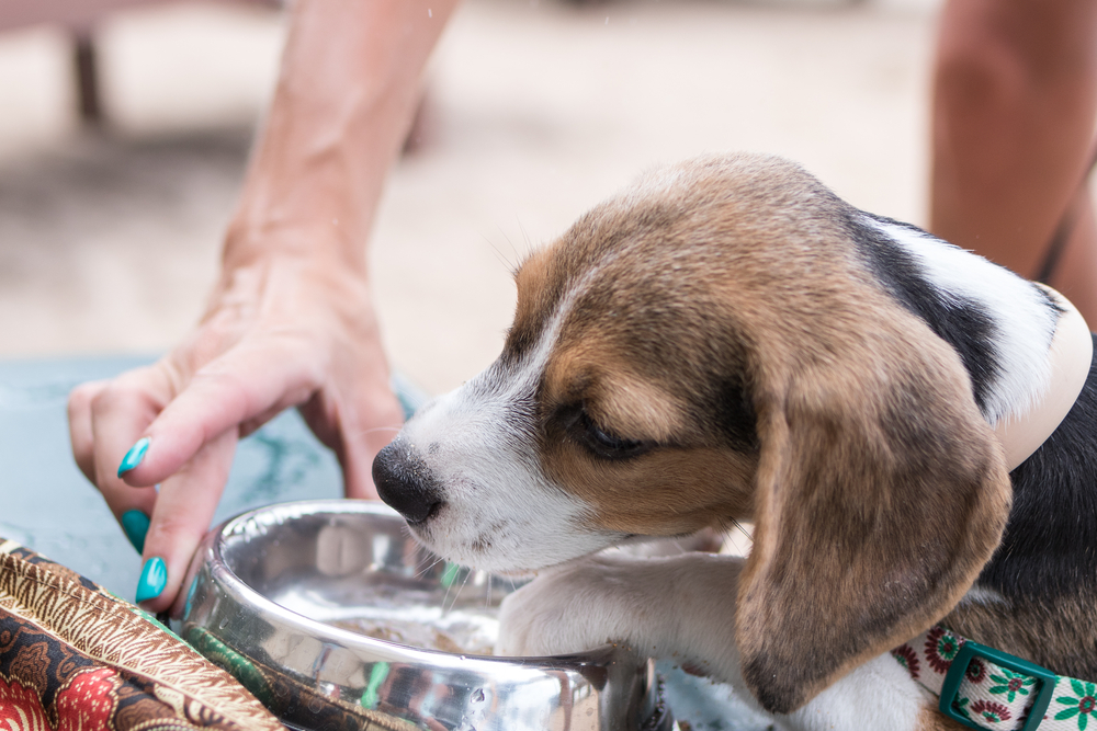 Beagle puppy digging at her water bowl