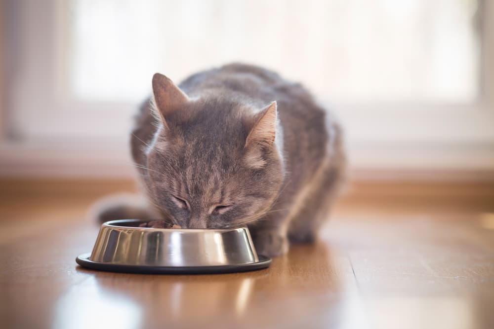 8 Best Grain-Free Cat Foods in 2025