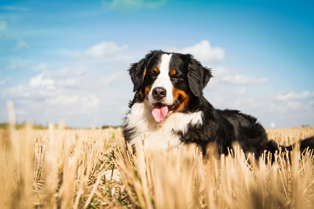 What To Give Dogs For Diarrhea: 8 Best Products