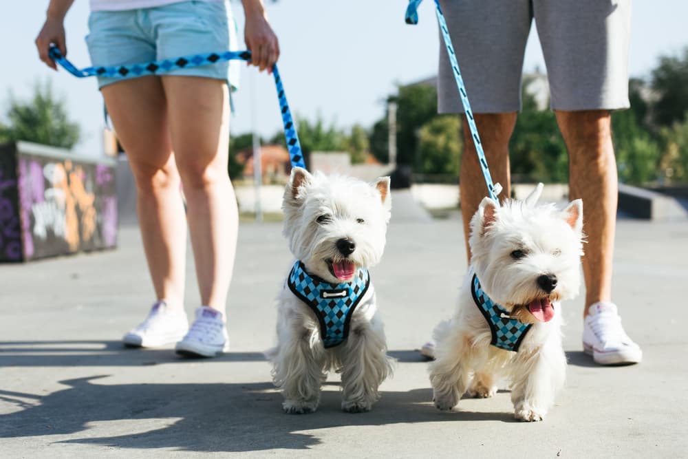 9 Best Dog Harness and Leash Sets of 2025 