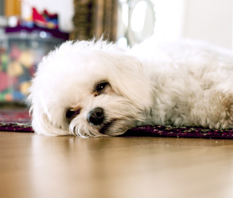 Diabetes in Dogs