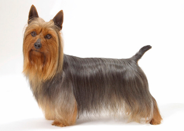 Silky Terrier