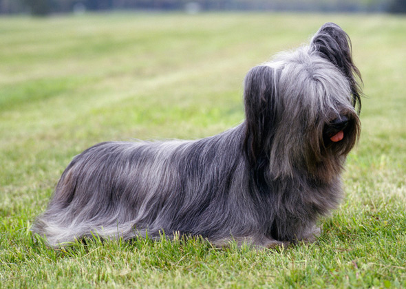 Skye Terrier