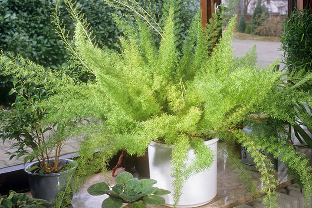Asparagus Fern