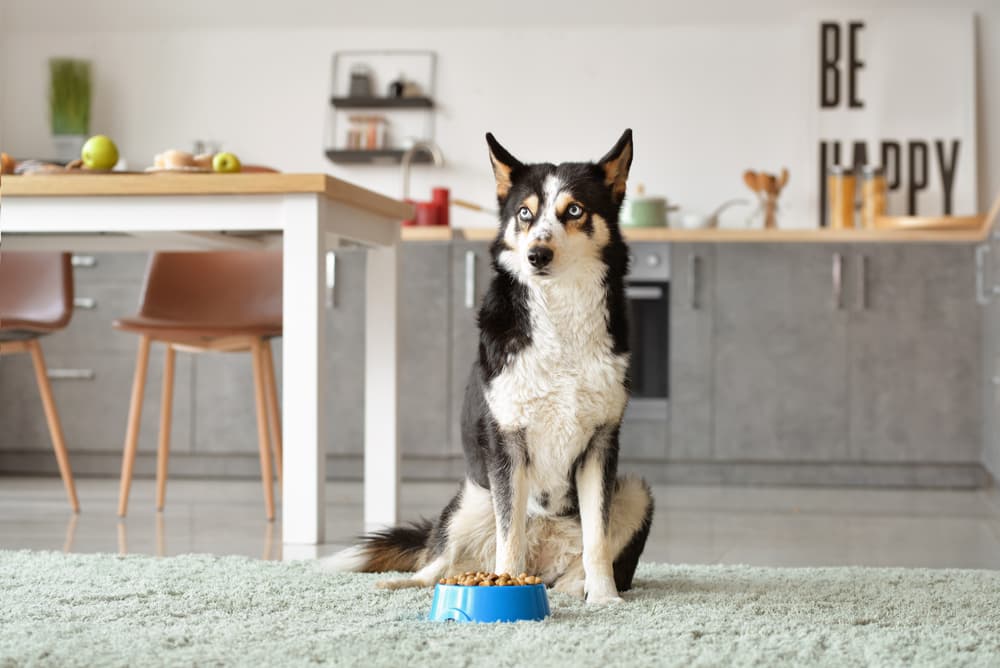 6 Best Slow Feeder Dog Bowls of 2025