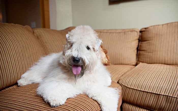 Soft Coated Wheaten Terrier
