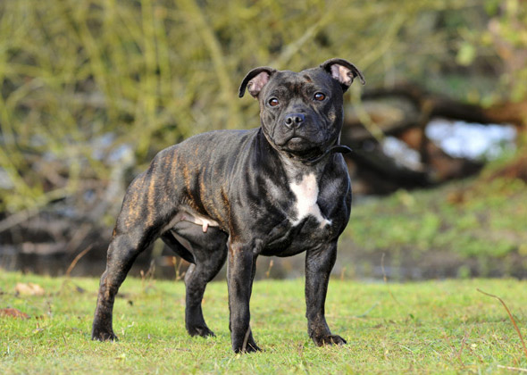 Staffordshire Bull Terrier