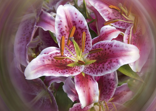 Lilies