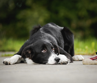 Submissive puppy