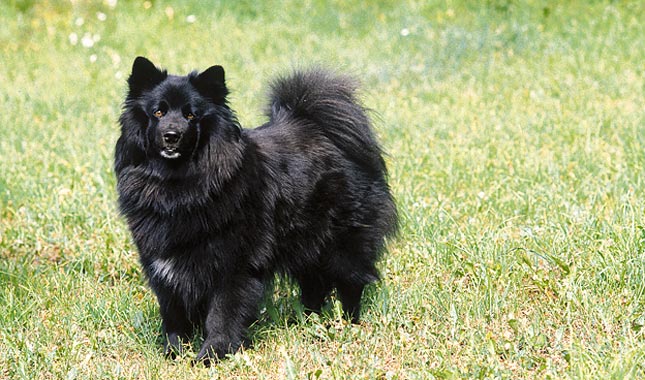 Swedish Lapphund Dog
