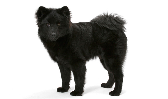 Swedish Lapphund Dog