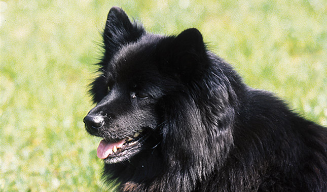 Swedish Lapphund Dog
