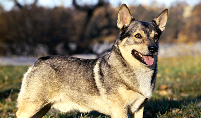 Swedish Vallhund