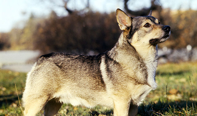 Swedish Vallhund Dog