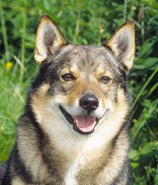 Swedish Vallhund Dog
