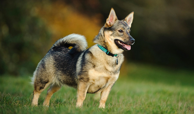 Swedish Vallhund