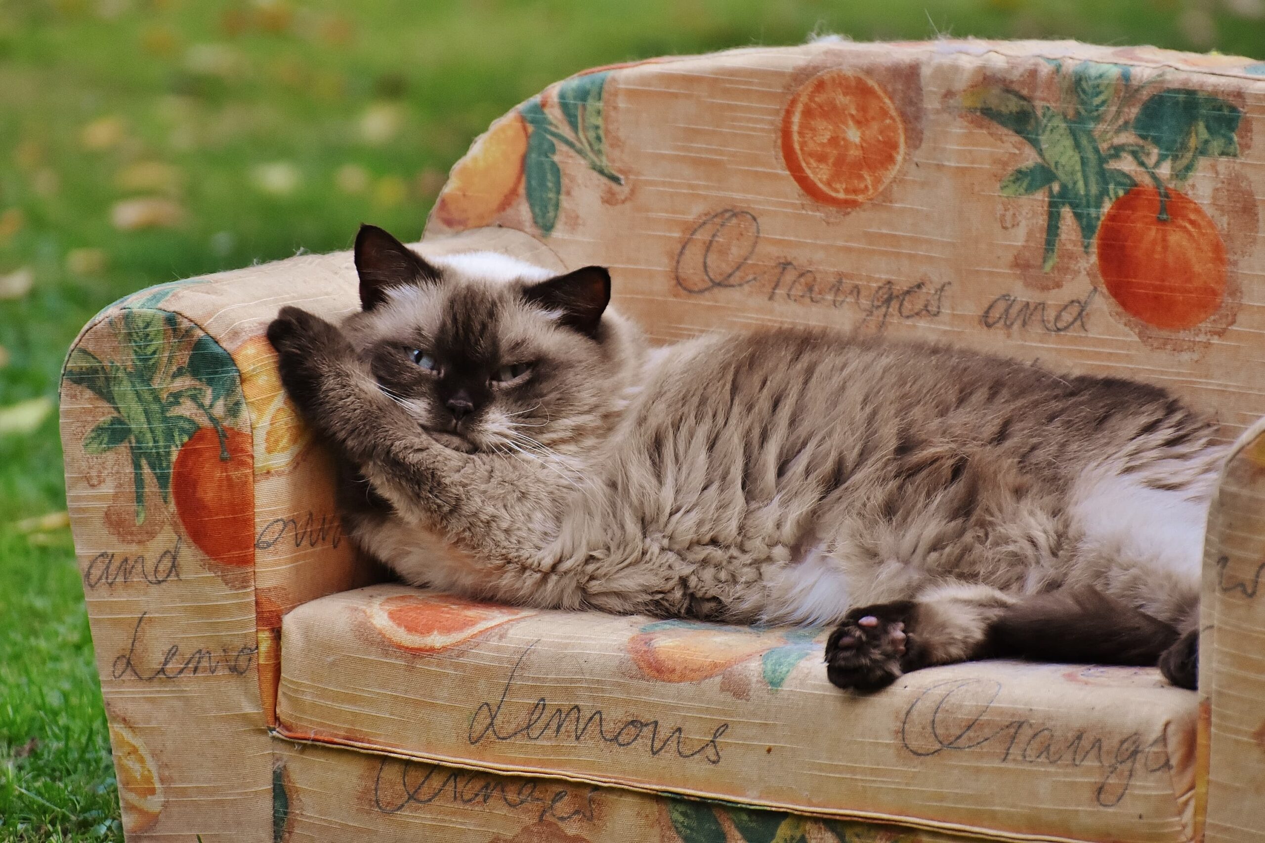 The Best Cat Treats of 2025