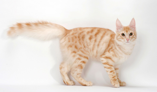 Turkish Angora