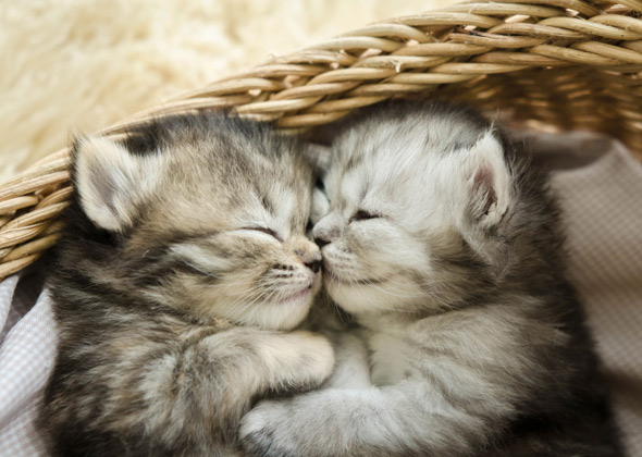 No. 1: Luna and Oliver