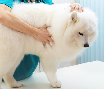 I Found Lumps and Bumps on My Pet. How Serious Is It?