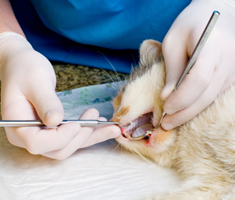 Periodontal Disease in Cats