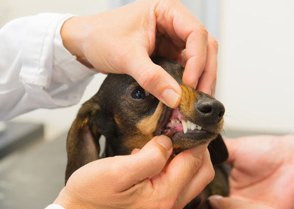 You've never gotten his teeth professionally cleaned.