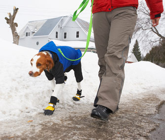 Walking dog in the winter 