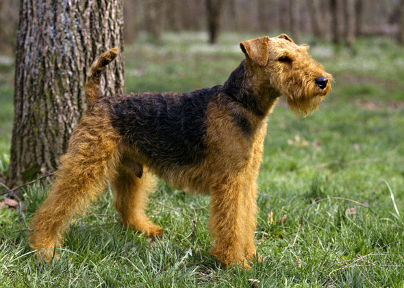Welsh Terrier