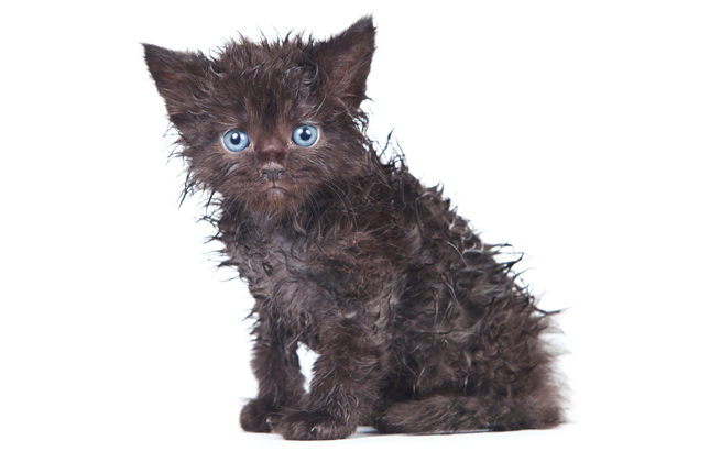 Wet Cat