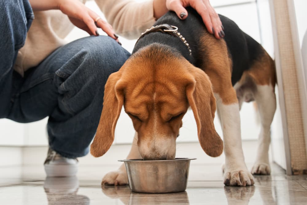 14 Best Wet Dog Food Formulas of 2025