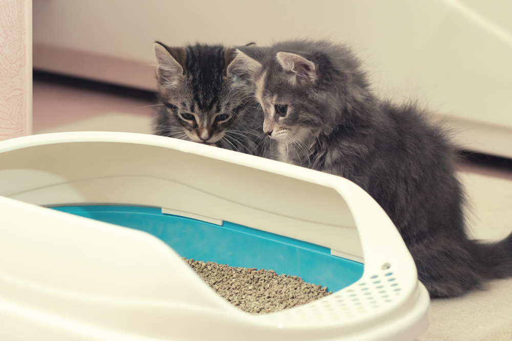 Best Litter Box for Multiple Cats in 2025