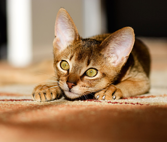 Kitten with wide eyes looking a little mischevious