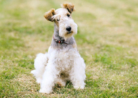Smooth and Wire Fox Terrier